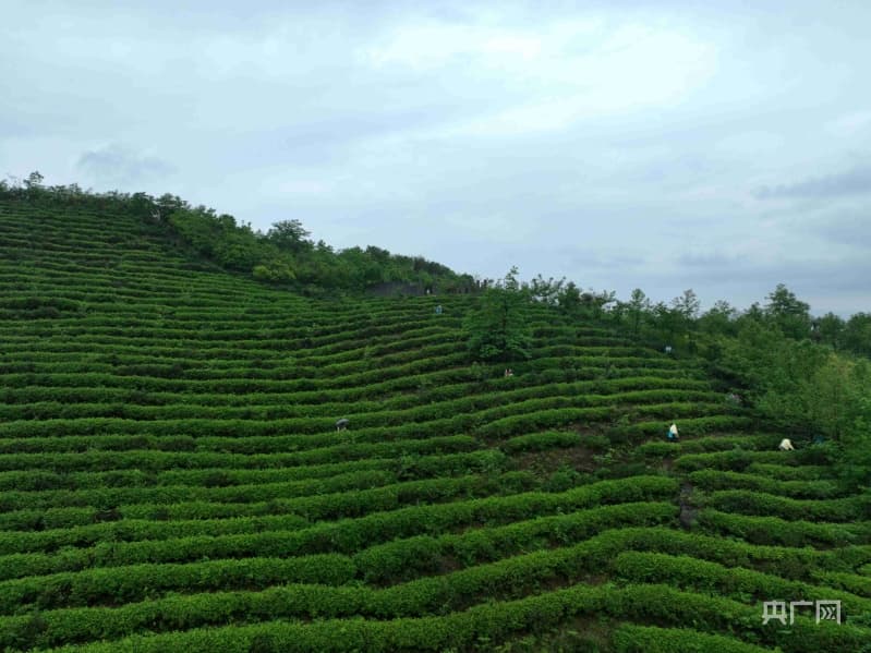 蓝山：以茶为媒  扩大“朋友圈”