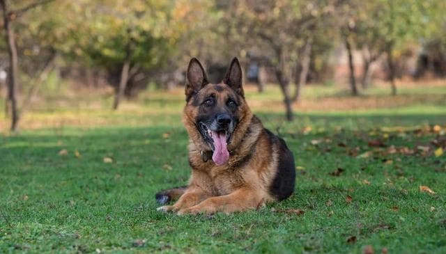 护卫犬排行榜前十名：守护家庭安全的忠诚卫士