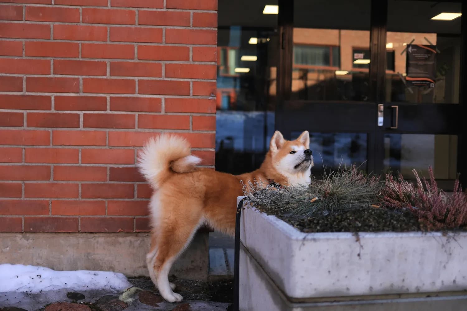 秋田犬误食洋葱：中毒症状与急救指南