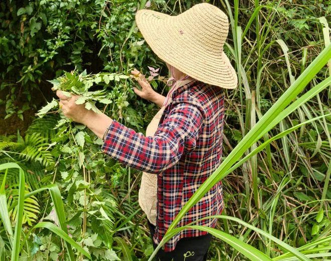 显齿蛇葡萄：嫩叶可制茶，含黄酮量极高，被誉为“黄酮之王”