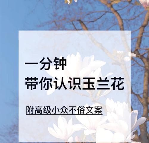 玉兰花的花语为何让人赞叹？它传递了哪些信息？