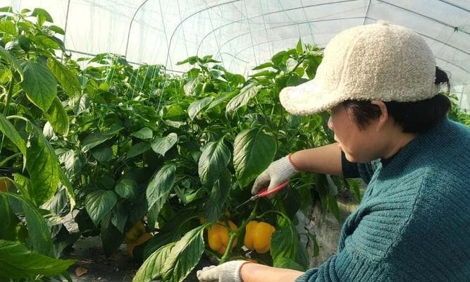 大棚辣椒种植技术与管理（实现高产高效的关键在于细节）