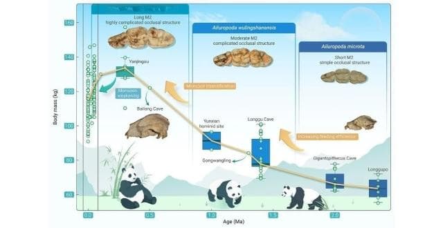 大熊猫体重演化的准确评估及其对古气候转变的适应