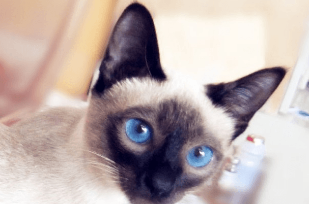 哪个品种的猫最可爱（排名）