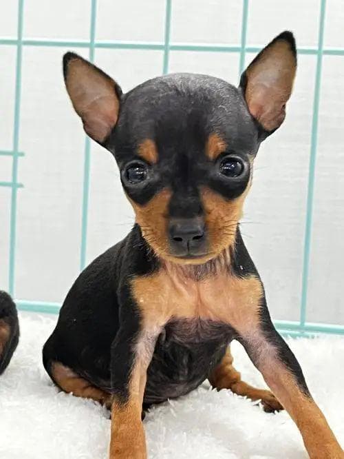 迷你猎犬小鹿犬：家庭环境下的狩猎技能培养
