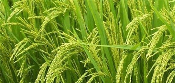 水稻田间管理技术措施全解析