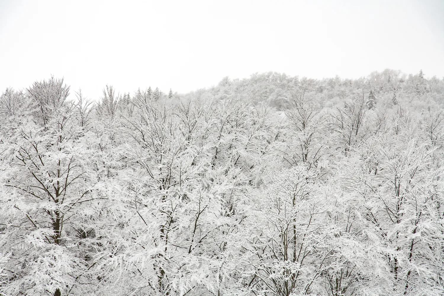 冬日婺源：冰雪仙境等你来打卡！