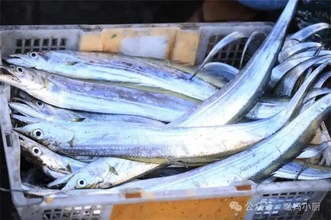开春后，带鱼大量上市，买好带鱼牢记有“5忌”，不懂别乱买