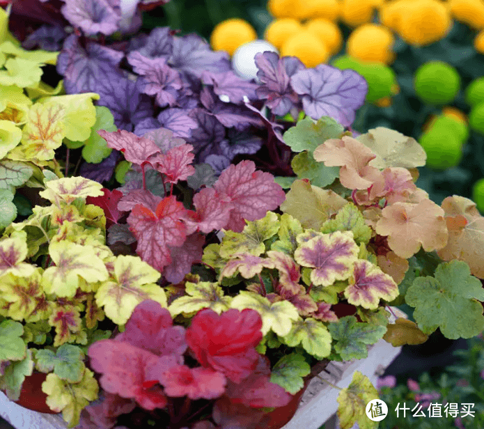 矾根安全度夏的诀窍，关键是这4点，新手也容易掌握