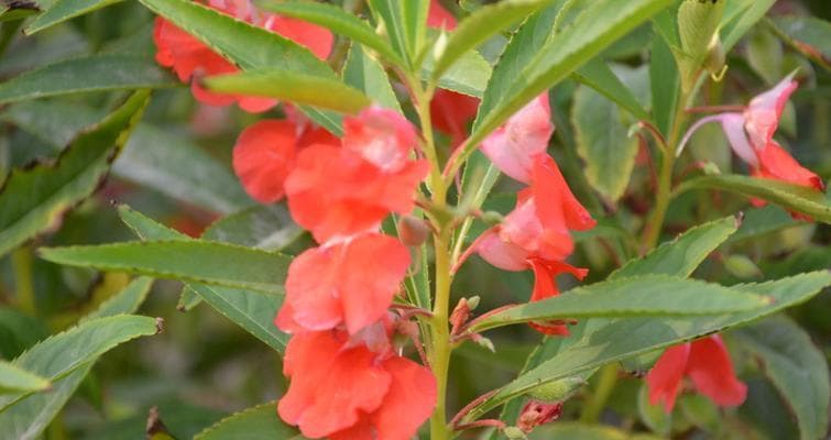 凤仙花的花语与意义：从文化象征到实用价值