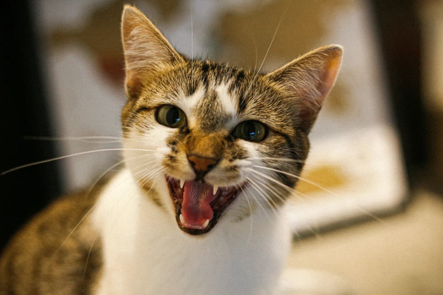 猫咪行为揭秘：读懂TA的心思