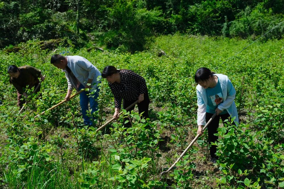 撂荒地变种植园 药材飘香润心田——重庆巫山中药材产业见闻