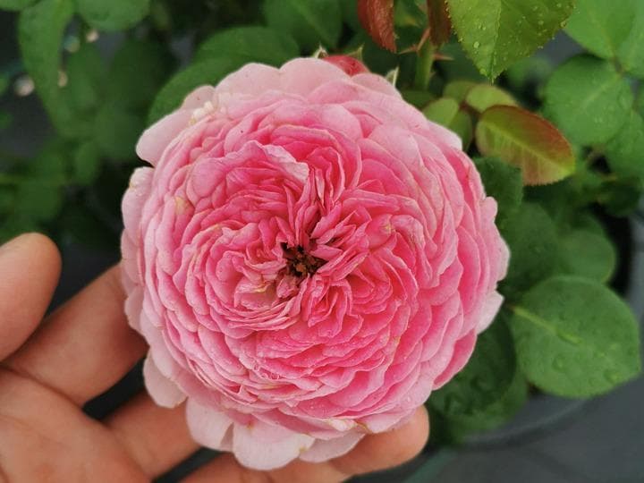 月季施肥秘诀：春氮夏停秋磷钾，冬季有机促生长