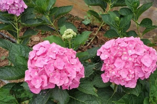 绣球花春化方法