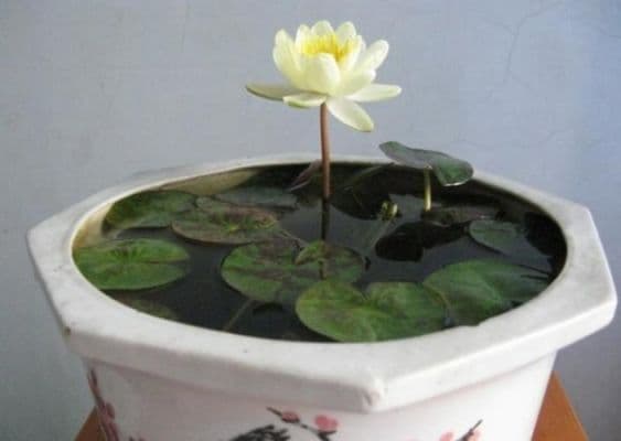 睡莲怎么养？从容器选择到日常养护的完整指南