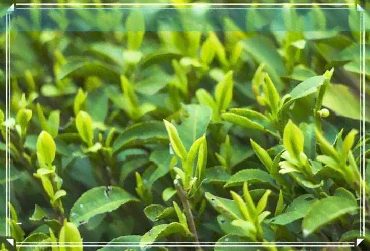 英德红茶品质特征详解：从产地到口感全方位解析