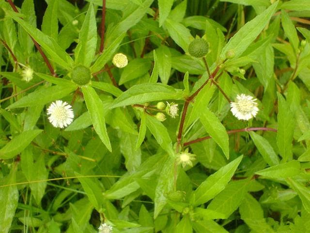 牙齿疼痛、松动，别急着拔牙，中医建议：一味中药墨旱莲，或许能救你的牙齿