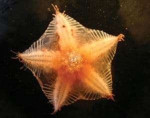 海星：海洋中的五角形捕食者