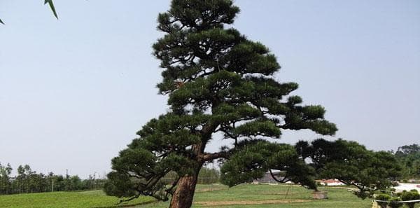 松树养殖详解：如何正确地养护松树，让它们茁壮成长