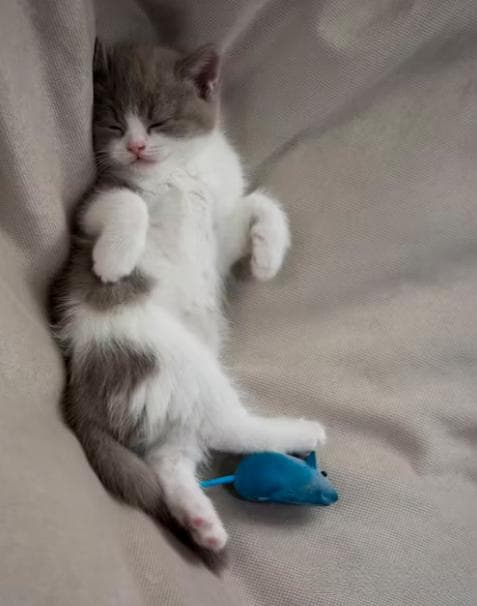 猫咪的睡眠之谜：它们真的一天睡16小时吗？