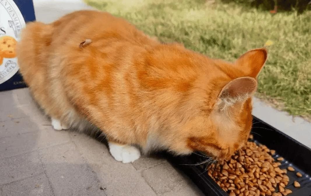 小区里喂养流浪猫，竟有这么多危害！
