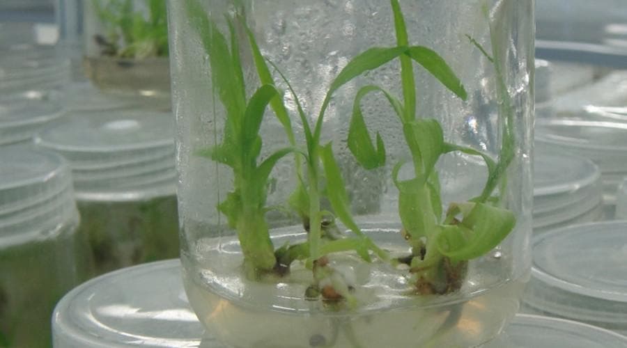 植物组织培养中常见的问题及防治措施