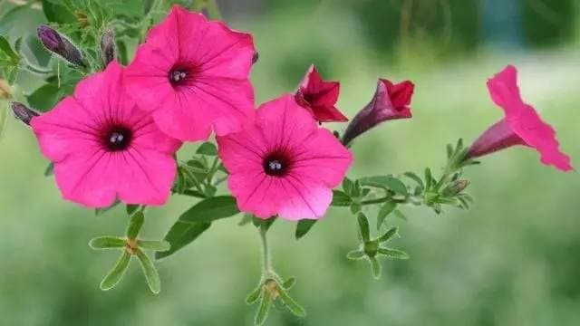 牵牛花是什么样子（牵牛花的特征描写）