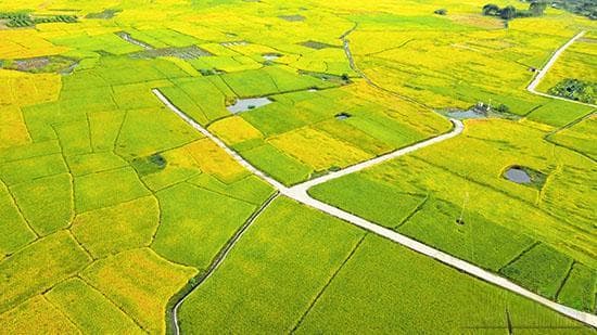 广西平南县：产业兴旺助力乡村振兴