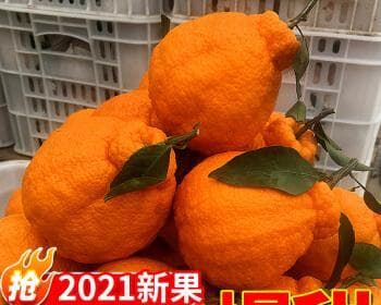 耙耙柑产地之争：13个地区特色对比，总有一款适合你