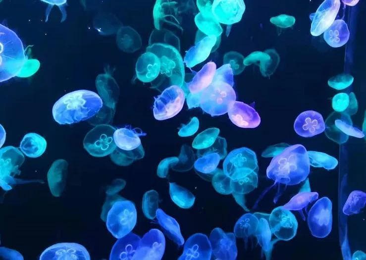 青岛海底世界游玩攻略：七大展馆特色与实用信息全解析