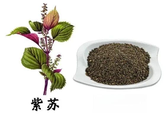 神农本草知识：紫苏