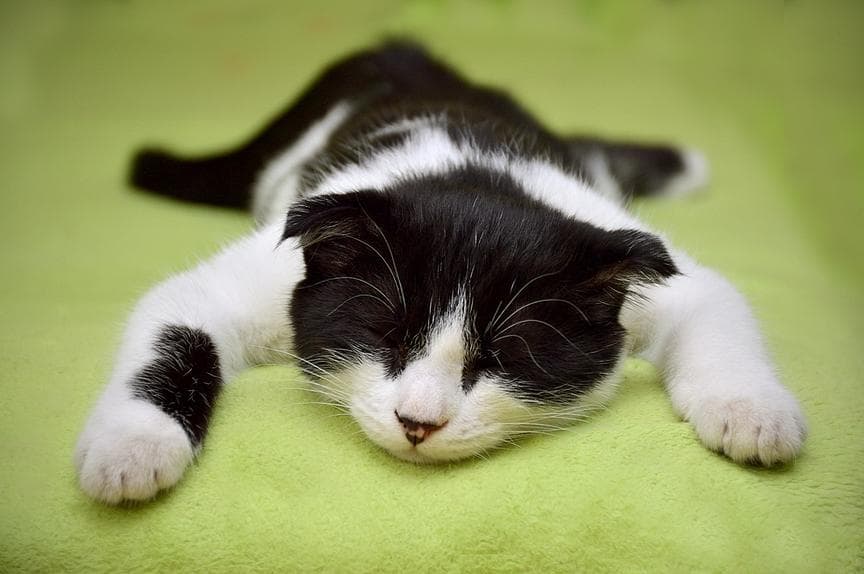 《奇点科学》——猫从高处坠落为什么总能脚着地