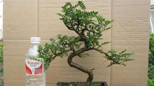 胡椒木室内养殖指南：15个养护要点详解