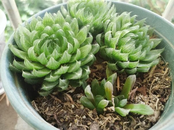 炎炎夏日，植物在家里也要养“身”哒！