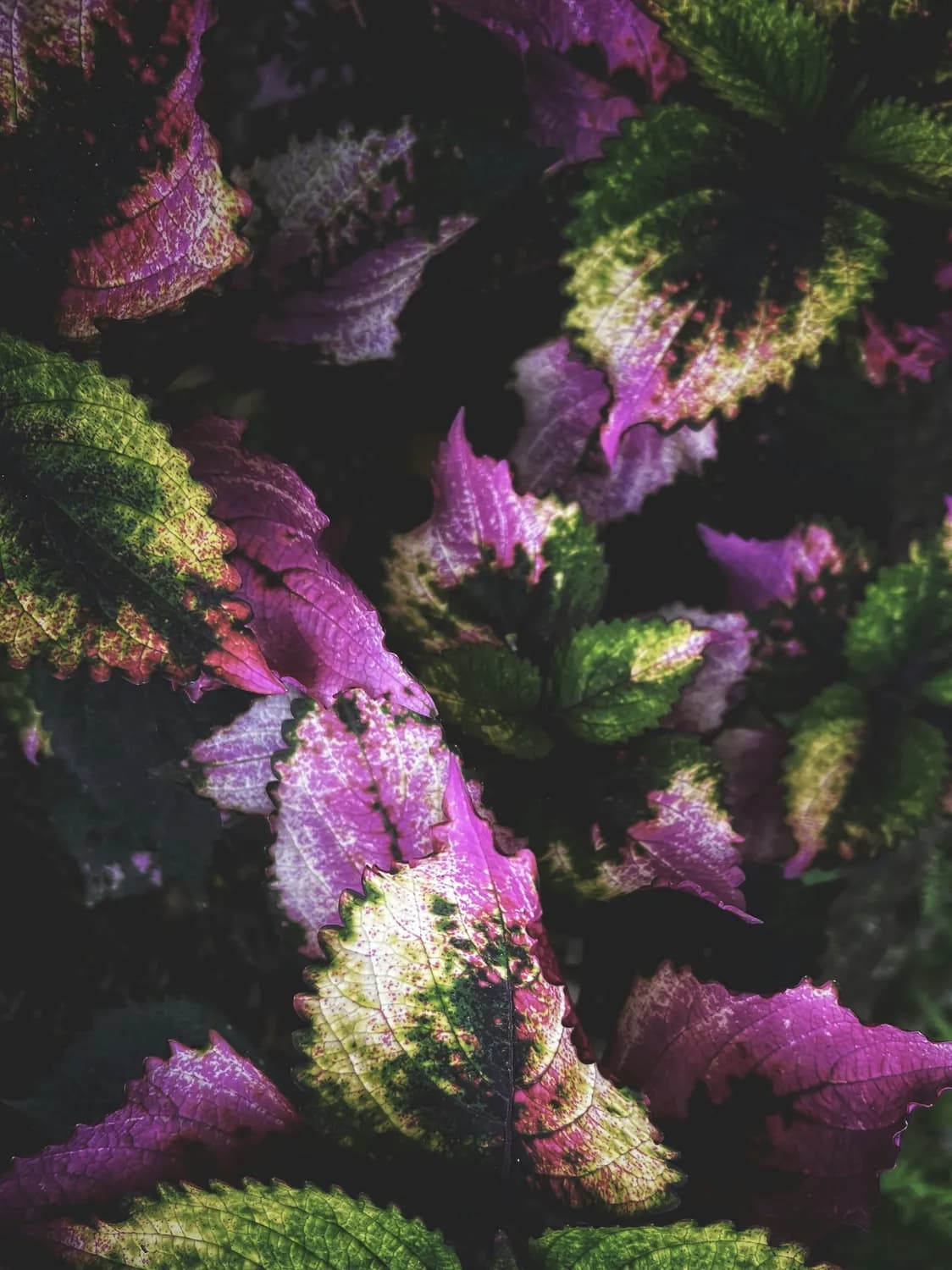 紫苏叶泡脚，鼻炎患者的福音