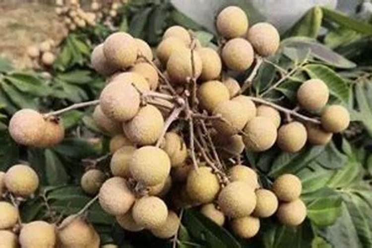 反季节栽培技术：四季蜜龙眼的高效丰产指南