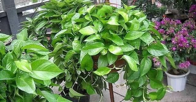 绿萝的土壤要求及种植技巧