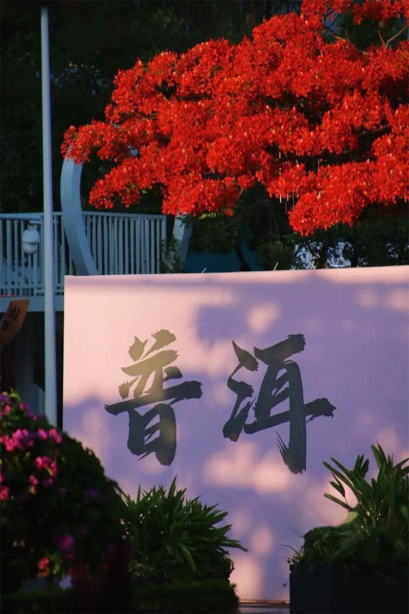 【普洱文旅】为何旅居普洱？DeepSeek这样说……