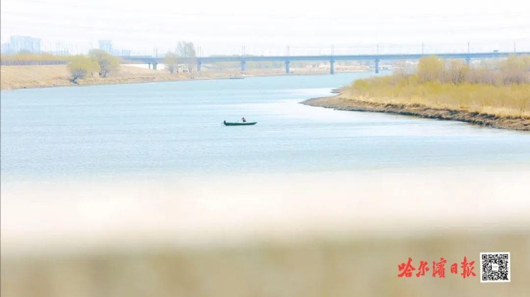 松花江迎来开江季 一江好水鱼先知