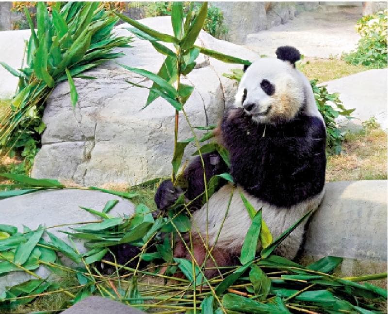 本是肉食动物 为何变食素？