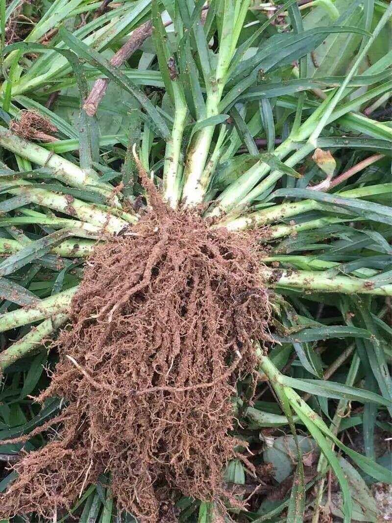 牛筋草的四种实用搭配：从通筋活络到清热止痒