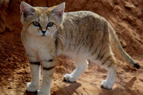 沙丘猫：沙漠中的神秘猫科动物