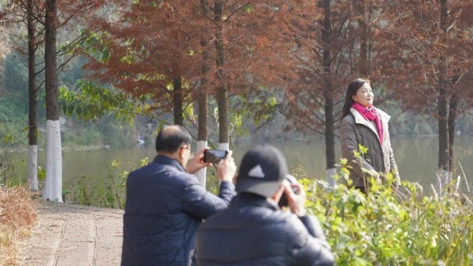 出片率100%，东兴这里的落羽杉好美