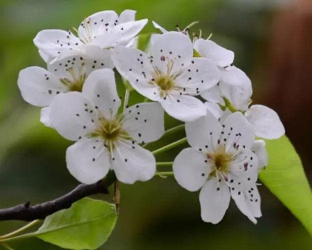 梨花种植完全指南：从选种到开花的全程详解