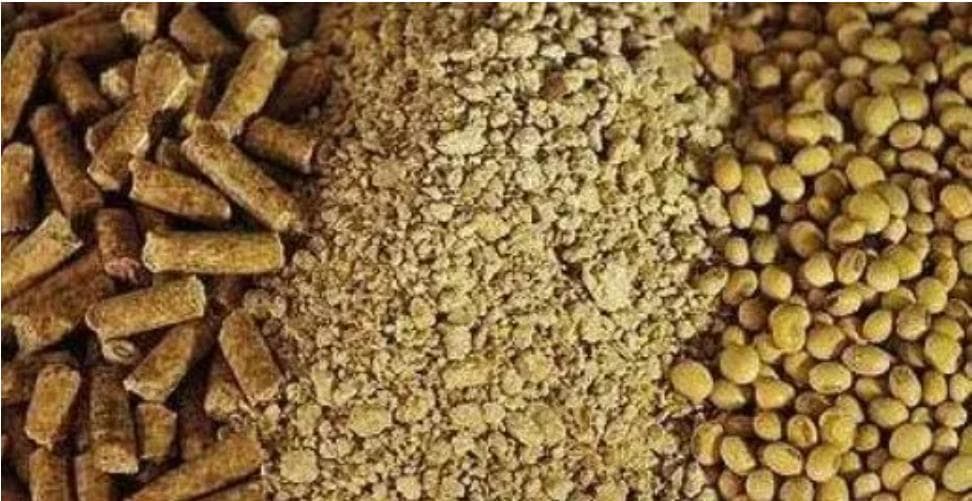 豆粕、豆饼、炒黄豆，哪个喂羊好？都有哪些优缺点？