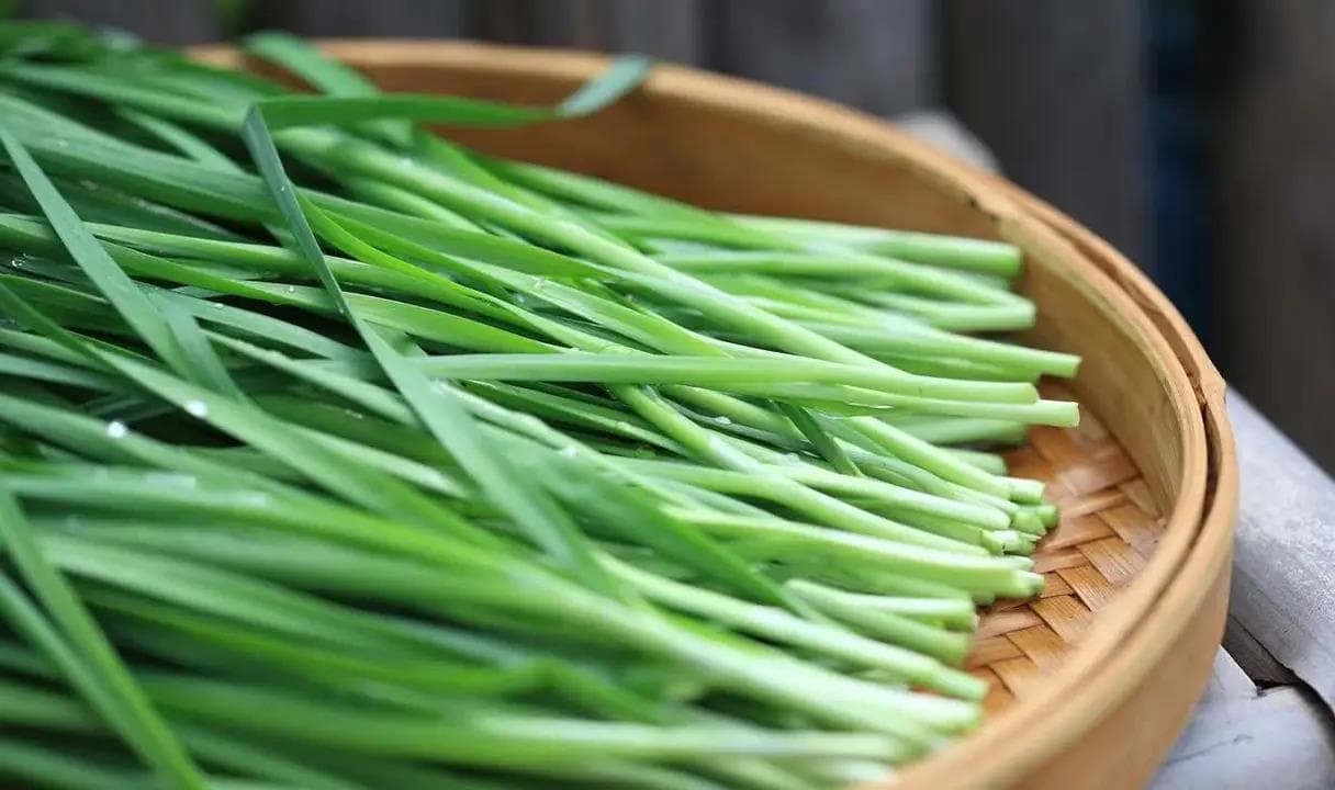 韭菜种植完全指南：从选种到移栽的全程技术要点
