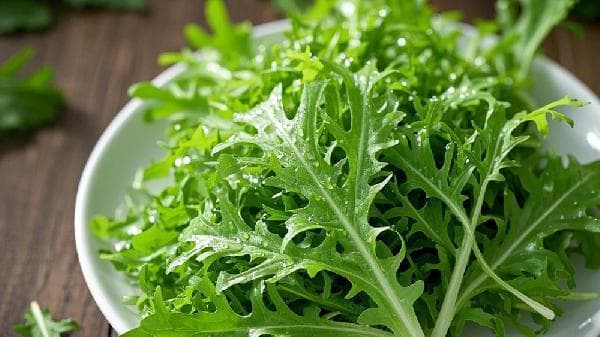 苦菊的营养价值与食用方法