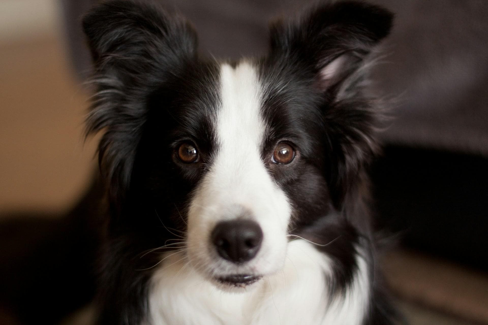 边境牧羊犬（边牧）：以牧羊闻名的高智商犬种