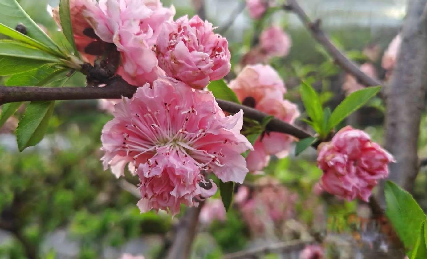 常德又有9个桃花新品种获授植物新品种权