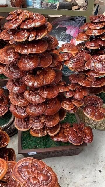 科学种植灵芝：温度湿度等关键条件全解析